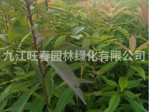 木荷